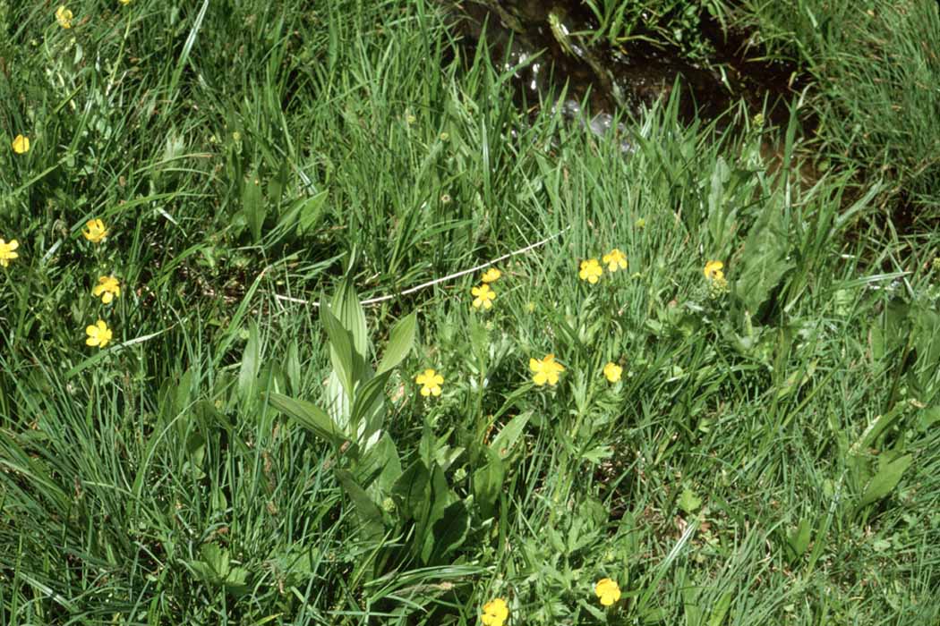 buttercup (Ranunculus sp)